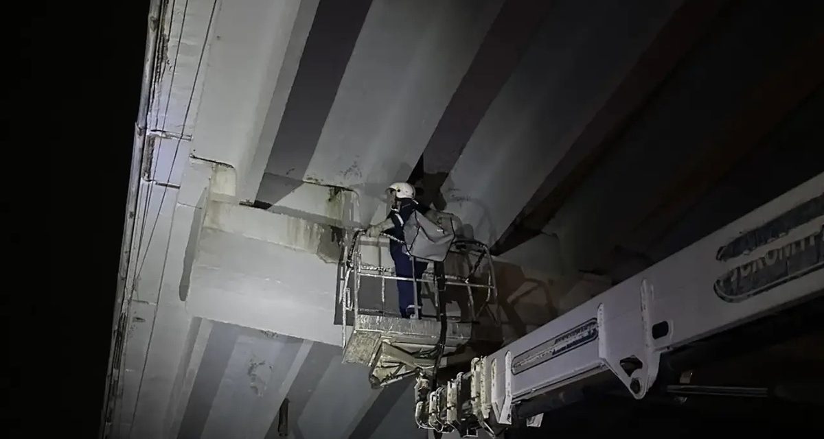 Жители позвонили на горячую линию, и спасатели достали котят из-под путепровода