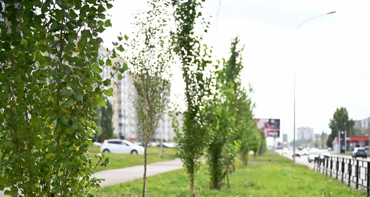 В Тамбове высадили 136 тополей и готовят ещё 800 деревьев для улиц и парков